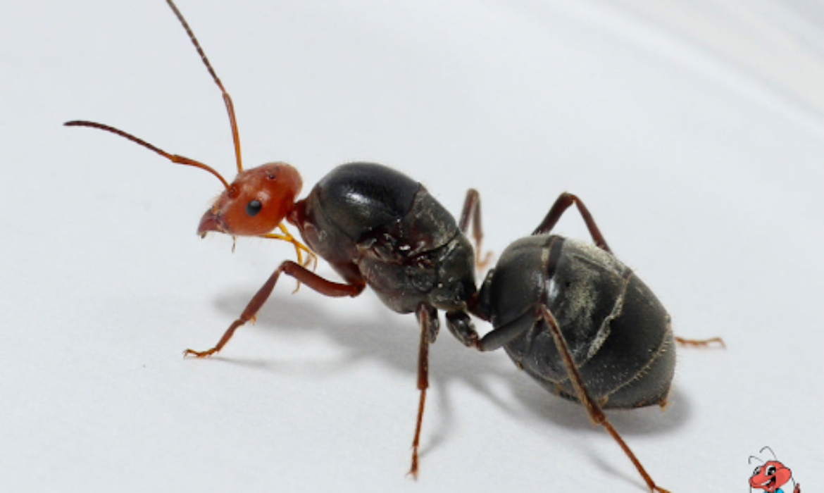 3 Interesting Facts To Know About Cherry Head Honey Pot Ants - C Incognito