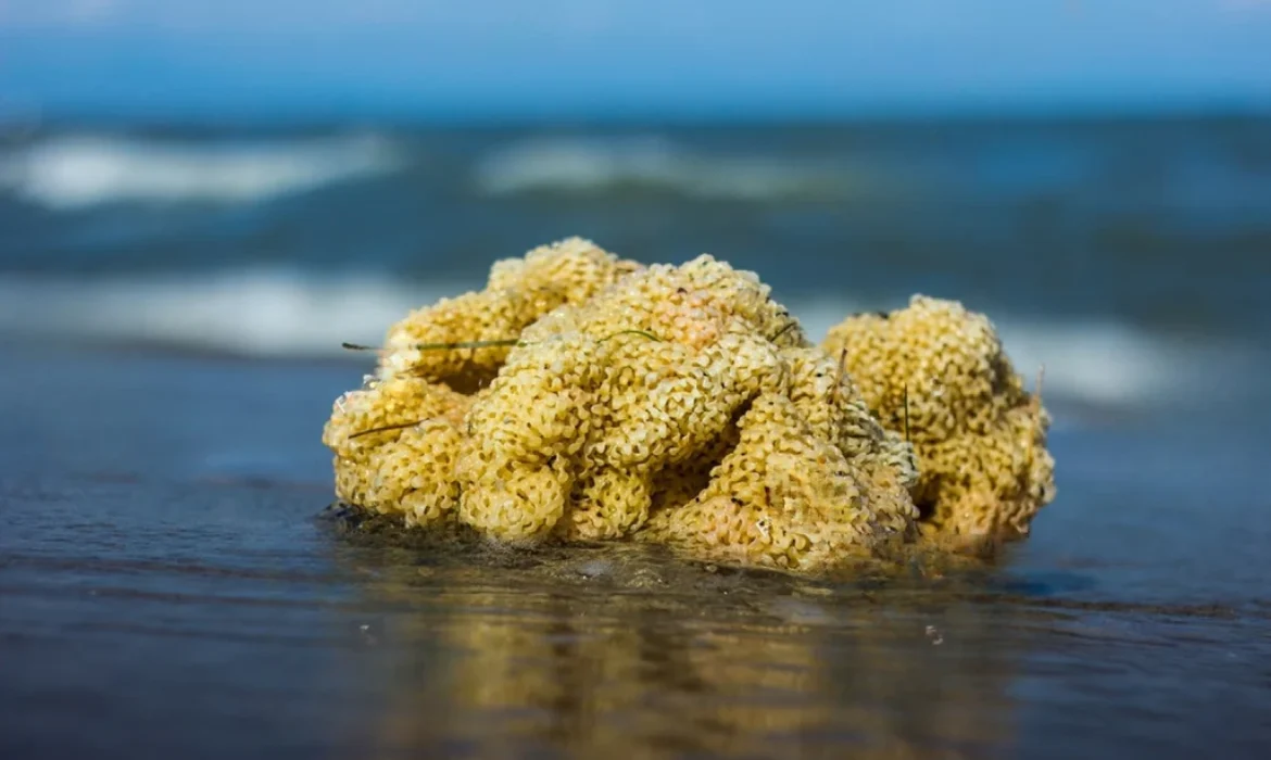 Embrace the Versatility of Natural Sea Sponges: A Guide to Their Uses and Benefits