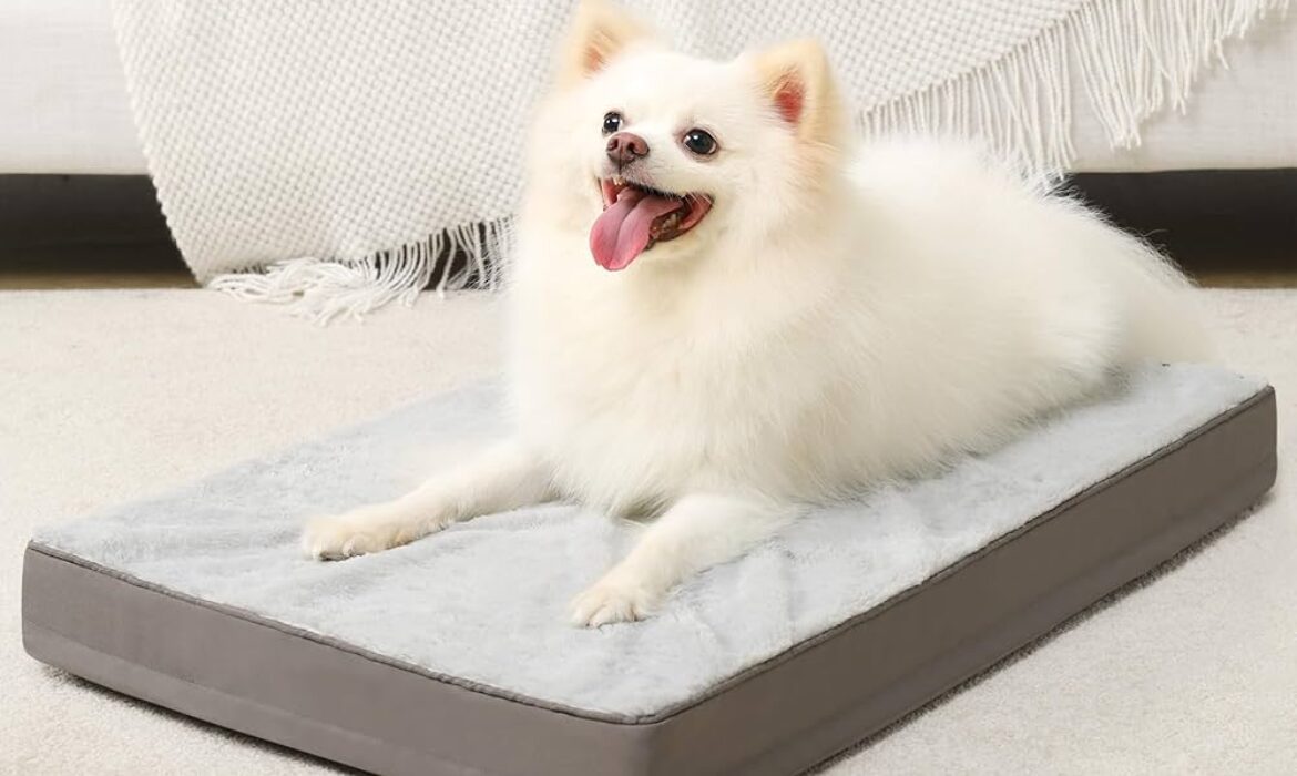 Cool Beds for Large Dogs: Comfort and Style for Your Canine Companion