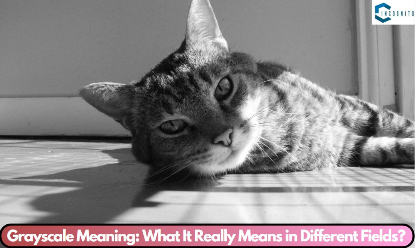 Grayscale Meaning: What It Really Means in Different Fields?