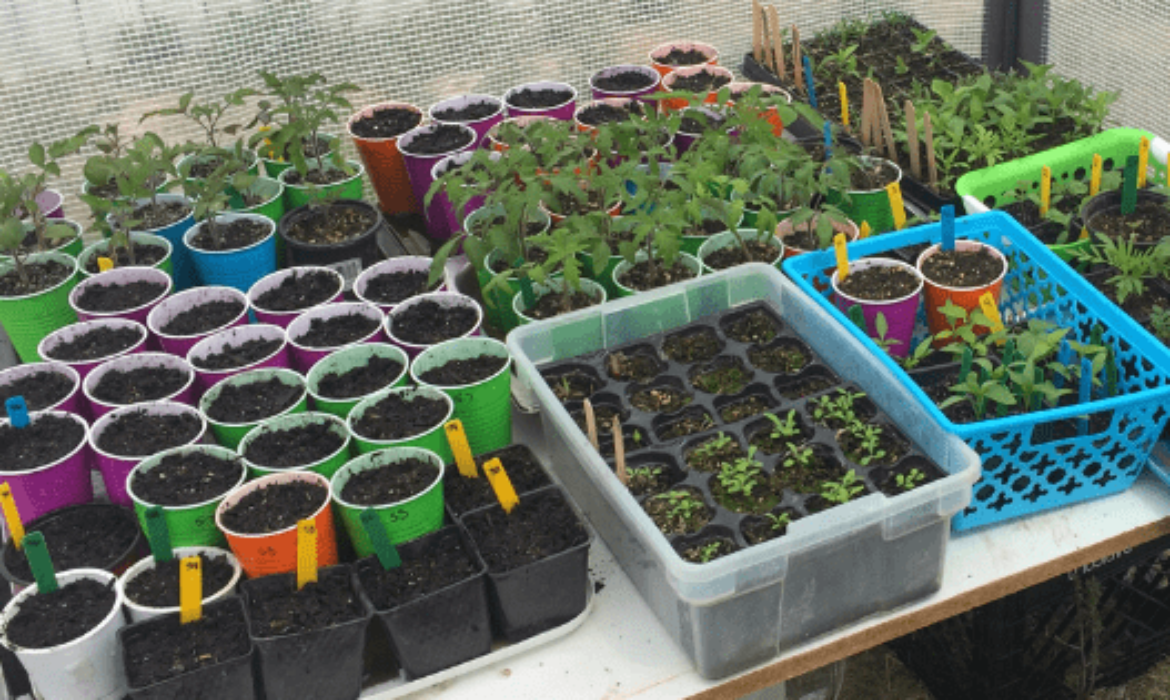 The Pros and Cons of Various Seed Starting Containers