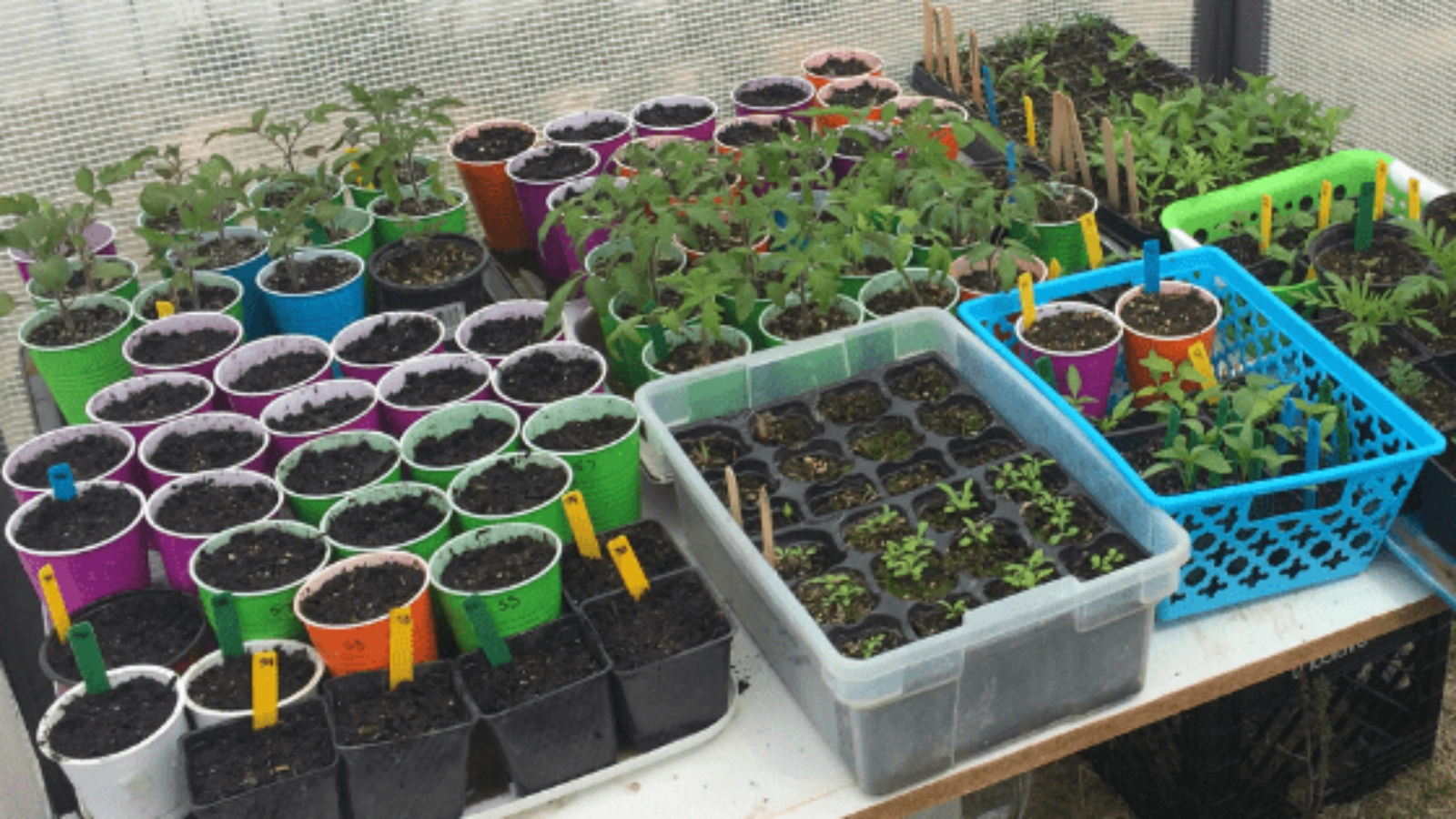 The Pros and Cons of Various Seed Starting Containers